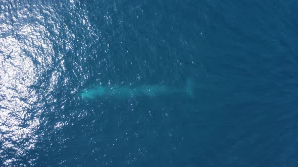 Aerial view of a sperm whale sin the ocean, Azores, Portugal.