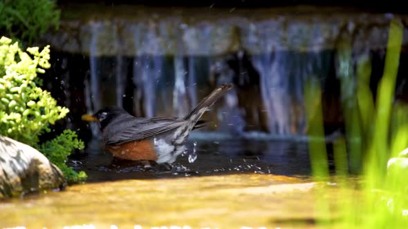 An American Robin taking a bath in a shallow stream - slow motion