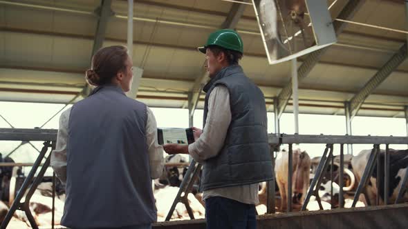 Cowshed Workers Talking Animals Feedlots Together