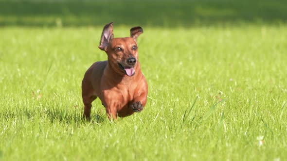 HD - Dog running on the grass. Slow-mo