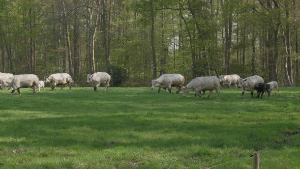 Cows coming out in the summer. Happy cows dancing and jumping.