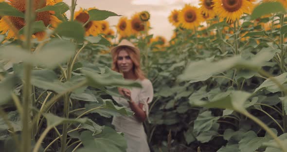 Tall Sunflowers in the Field