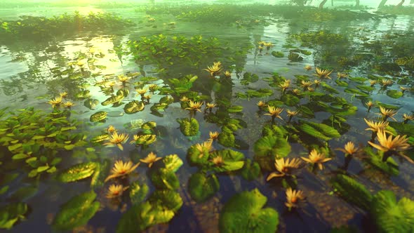 Yellow Lilies In The Lake