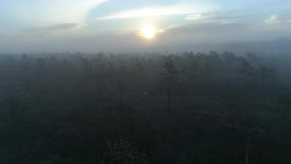 Dark Mysterious Morning in Bog