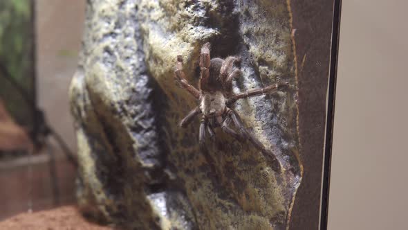 Closeup of a Psalmopoeus Reduncus is an Arboreal Tarantula Native to Costa Rica