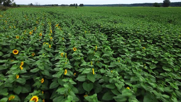 Drone shot of sunflowers 4k drone video of sunflower field. Agriculture. Aerial view of sunflowers. 