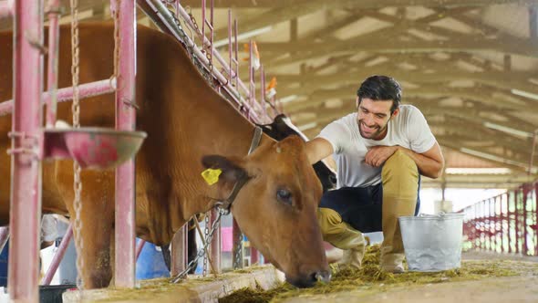 Attractive Caucasian male dairy farmer working alone outdoors in farm.