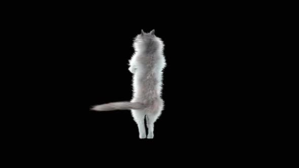 Cat Dancing HD