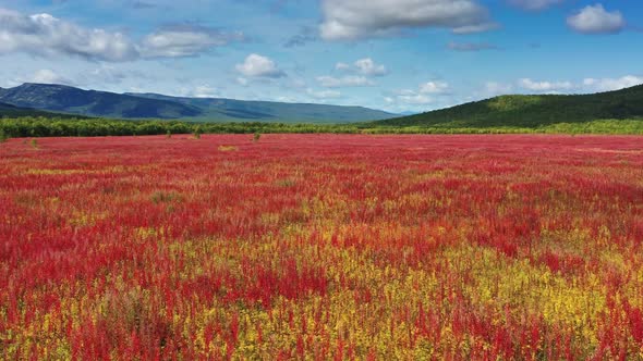 Blooming Flowers Willowherb Field