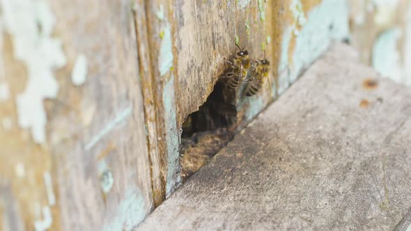 Swarm of Honey Bees Fly Near Their Wooden Hive and Crawl Along It. Work Hard