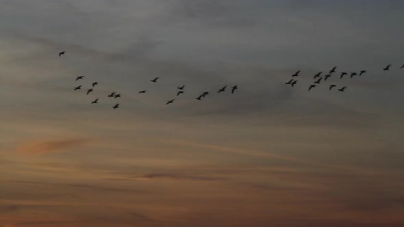 Skein of geese at sunset. East Frisia. Germany