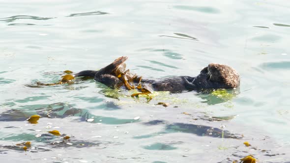 Wild Sea Otter Marine Animal Swimming in Ocean Water California Coast Wildlife