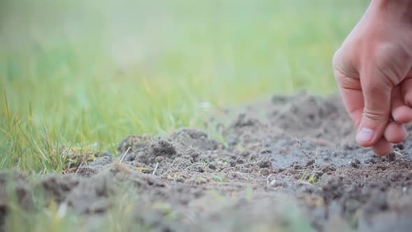 Farmer Planting Seed In Soil. Vegetable On Sowing Soil On Garden. Planted On Farmland.