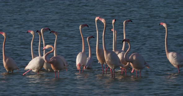 Pink flamingos during the courtship in the Camargue, France