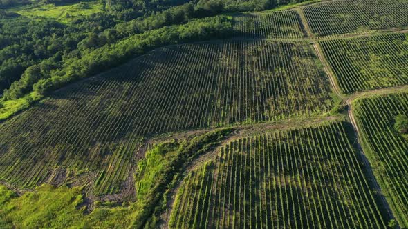 Aerial Shot Large Vineyard Fields Among Mountains