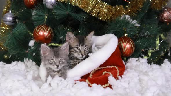 Two Gray Kittens Sit Under the Christmas Tree in a Fur Basket and Watch the Target