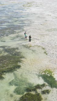 Tanzania  Vertical Video of a Coastal Landscape in Zanzibar Slow Motion