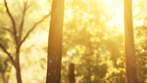 Sunbeams Pour Through Trees in Misty Forest