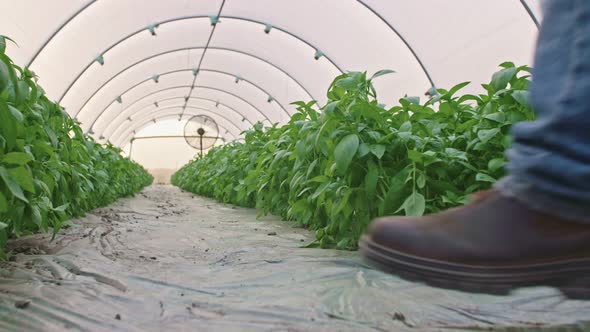 Low angle shot of basil greenhouse with farmer walking inside