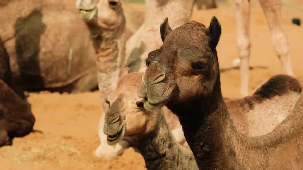 Red Double Hump Camels Sitting In Desert