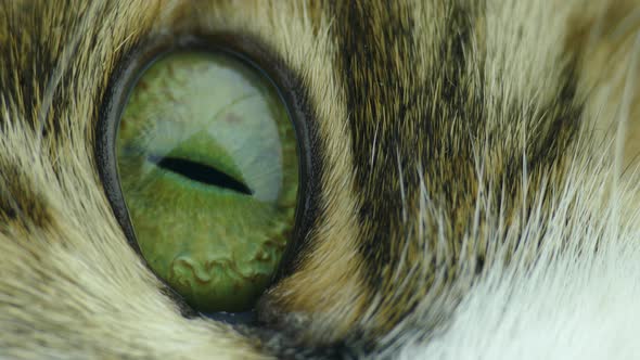 Cat eye looks at the camera, macro. The cat's pupil is green macro.
