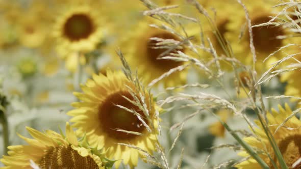 Beautiful Natural Plant Sunflower In Sunflower Field In Sunny Day 12