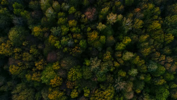 Wild Spring Forest on Sunset