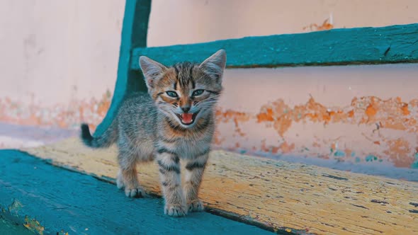 Homeless Gray Kitten Is Walking on the Street in Slow Motion