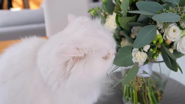 Cute White Cat Is Sniffing Flowers.