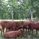 Healthy chestnut cow and beef in a tropical green poop meadow with tall trees - VideoHive Item for Sale