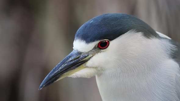 A wild ambush predator black crowned night heron, nycticorax nycticorax; staring fiercely with its s