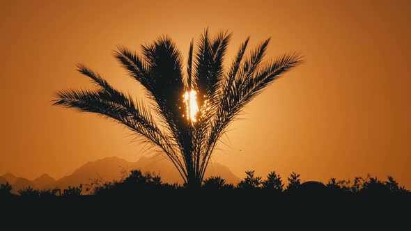 Palm Tree at Sunset