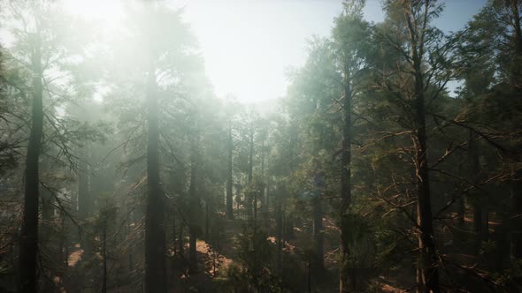 Sequoia National Park Under the Fog Mist Clouds