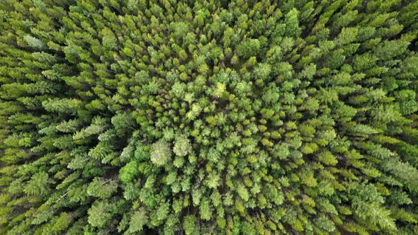 Cinematic top down view of vast and endless larch forests in Alberta, Canada. Birds eye view with gi