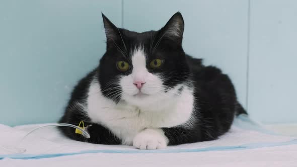 Cat with Catheter in Paw in Vet Clinic Treated with Dropper on Blue Background