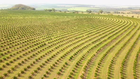 Aerial flying over vast landscape of orange trees at plantation in Brotas, Brazil