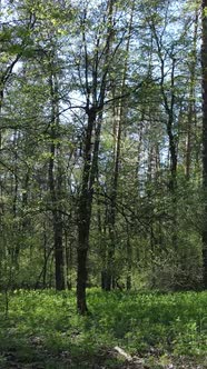 Vertical Video of Green Forest During the Day