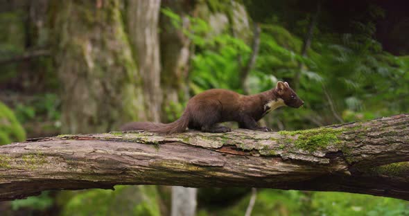 European Pine Marten Eating on Overturned Tree in the Woods