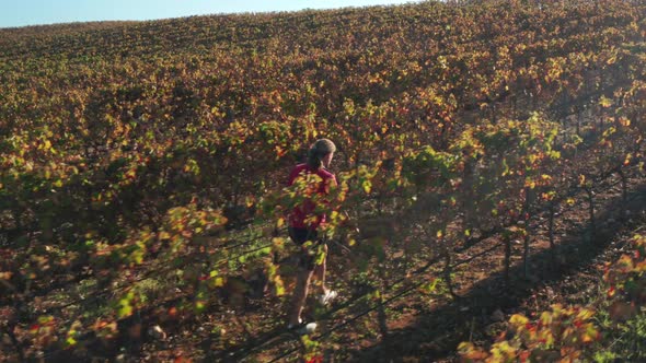 Aerial View of a Tourist Visiting a Wine Tour During Fabulous Sunset