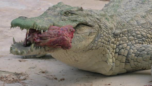 Crocodile with Meat in Its Mighty Jaws