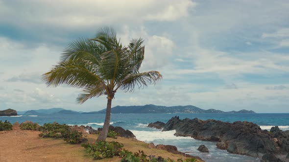 Palm tree against the sky in windy weather in the tropics