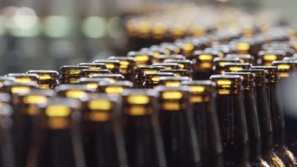 Beer Bottles on a Conveyor Belt