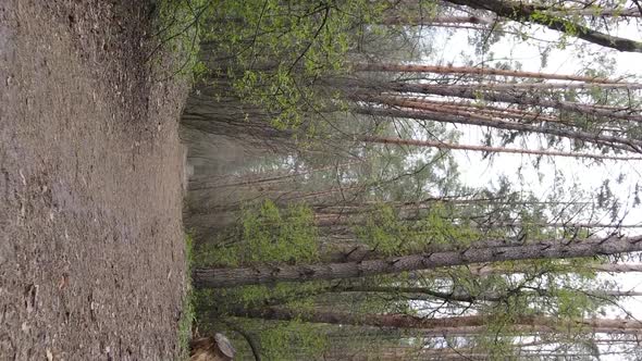 Vertical Video of a Road in the Forest