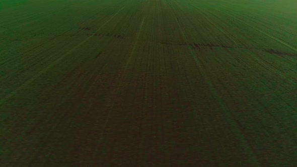 Aerial Video of an Agricultural Field with Wheat