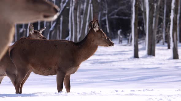 elk walking by in fresh snow focus racked slomo snowing