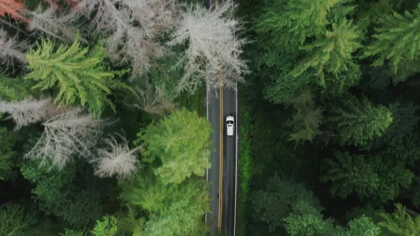 Car Driving By Country Road in Dense Pine Forest Arial Footage  USA Tourism