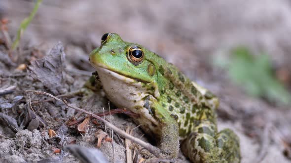 Frog Sits on the Sand Near the River Shore. Portrait of Green Toad.