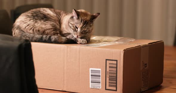 A Cat Resting and Washing His Itchy Body At The Top Of The Box - Wide Shot