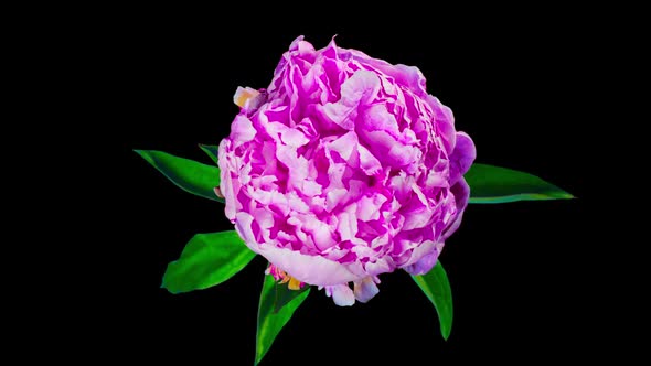 The peony flower is blossoming