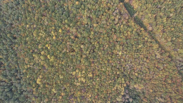 Aerial view of autumn forest landscape in sunny day. Travel and nature concept